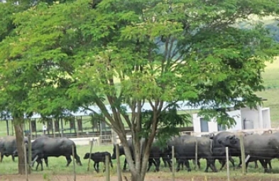 Fazenda para venda em SANTANA DO ITARARÉ